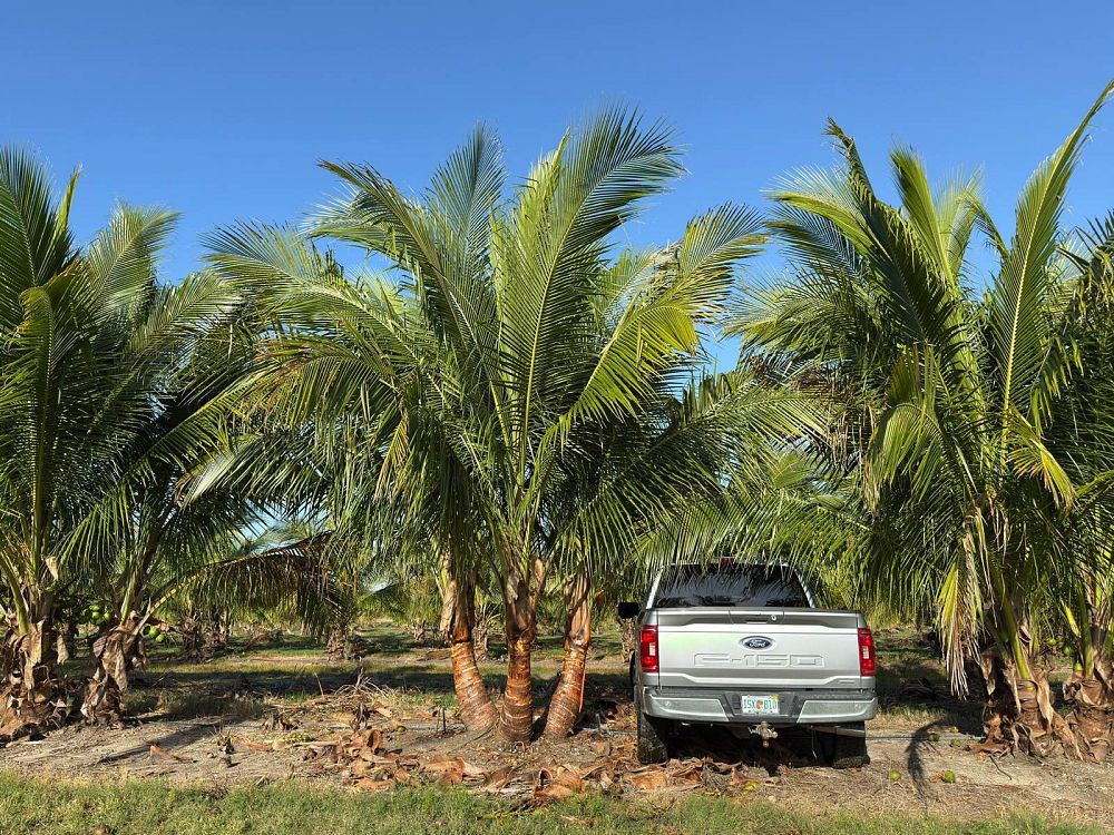 cocos-nucifera-green-malayan-coconut-palm