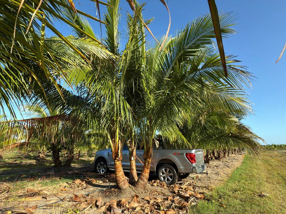 cocos-nucifera-green-malayan-coconut-palm