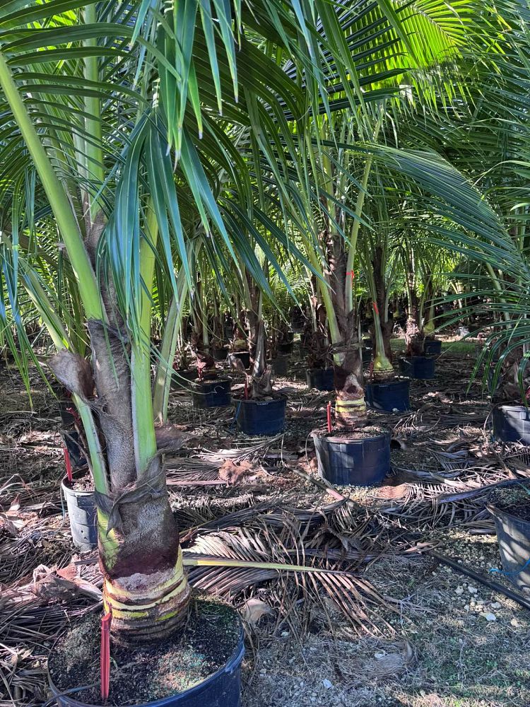 cocos-nucifera-green-malayan-coconut-palm