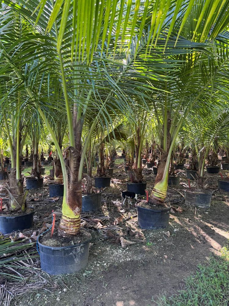 cocos-nucifera-green-malayan-coconut-palm