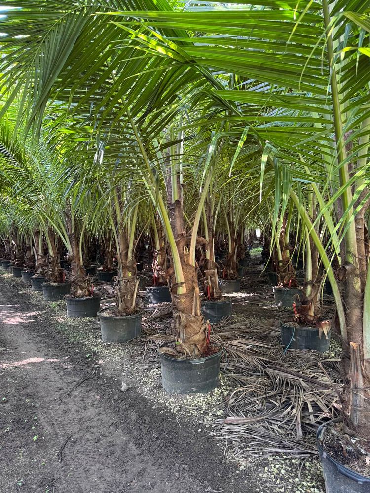 cocos-nucifera-green-malayan-coconut-palm