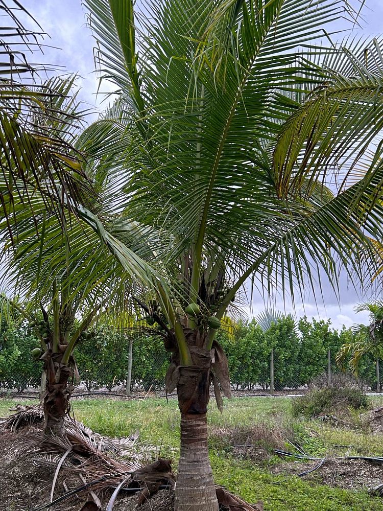 cocos-nucifera-green-malayan-coconut-palm