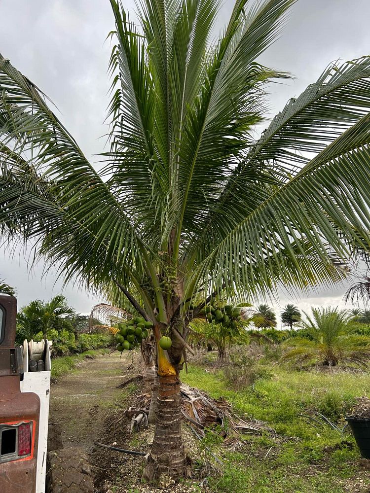 cocos-nucifera-green-malayan-coconut-palm