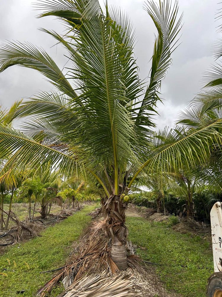 cocos-nucifera-green-malayan-coconut-palm