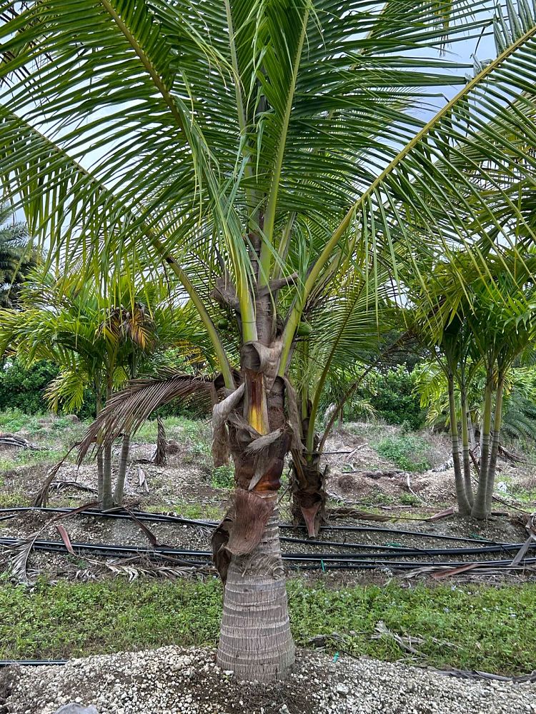 cocos-nucifera-green-malayan-coconut-palm