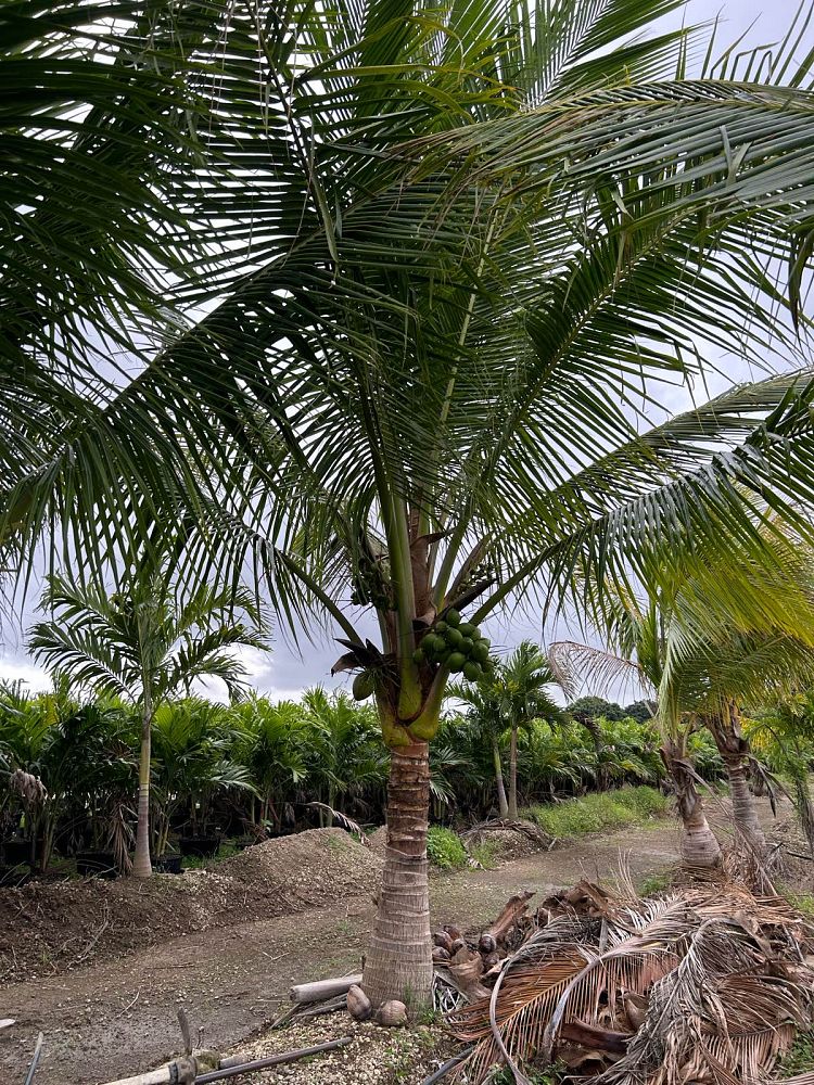cocos-nucifera-green-malayan-coconut-palm