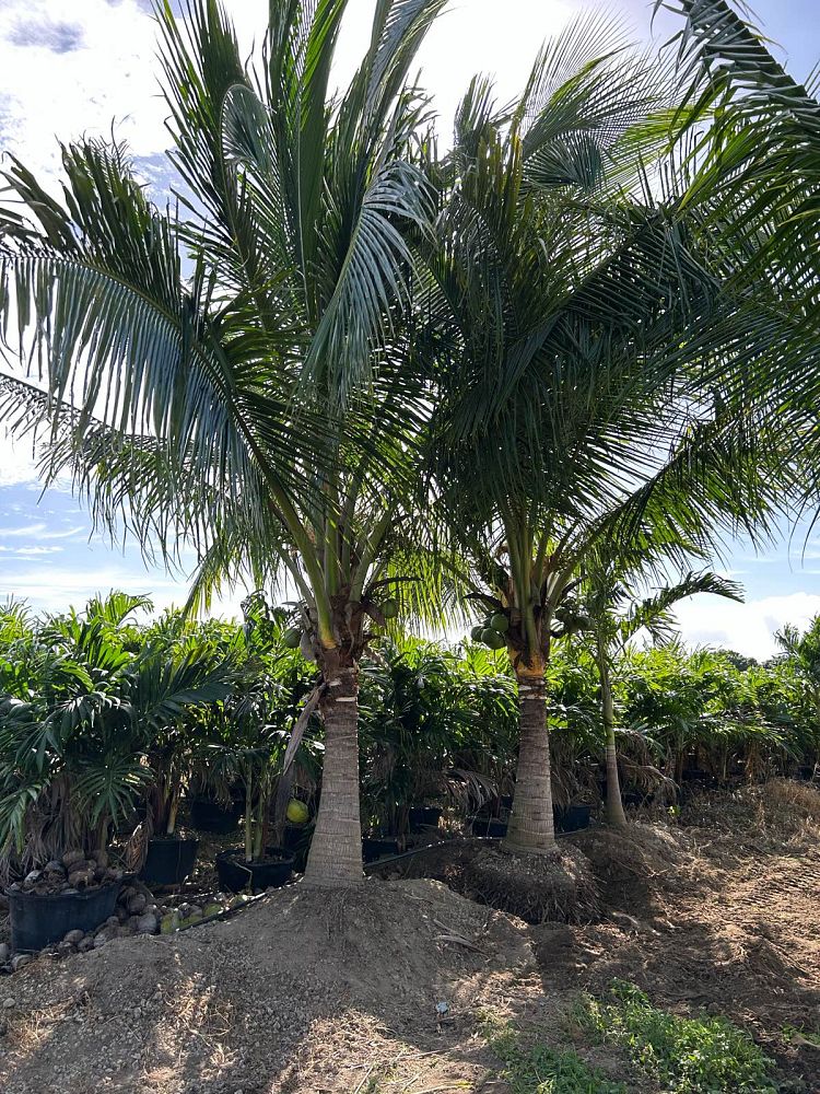 cocos-nucifera-green-malayan-coconut-palm