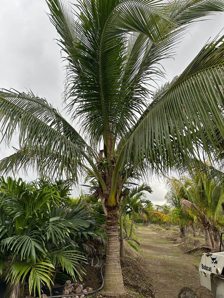 cocos-nucifera-green-malayan-coconut-palm