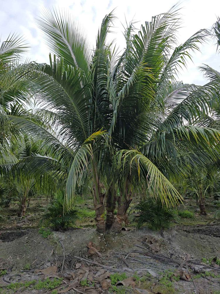 cocos-nucifera-green-malayan-coconut-palm