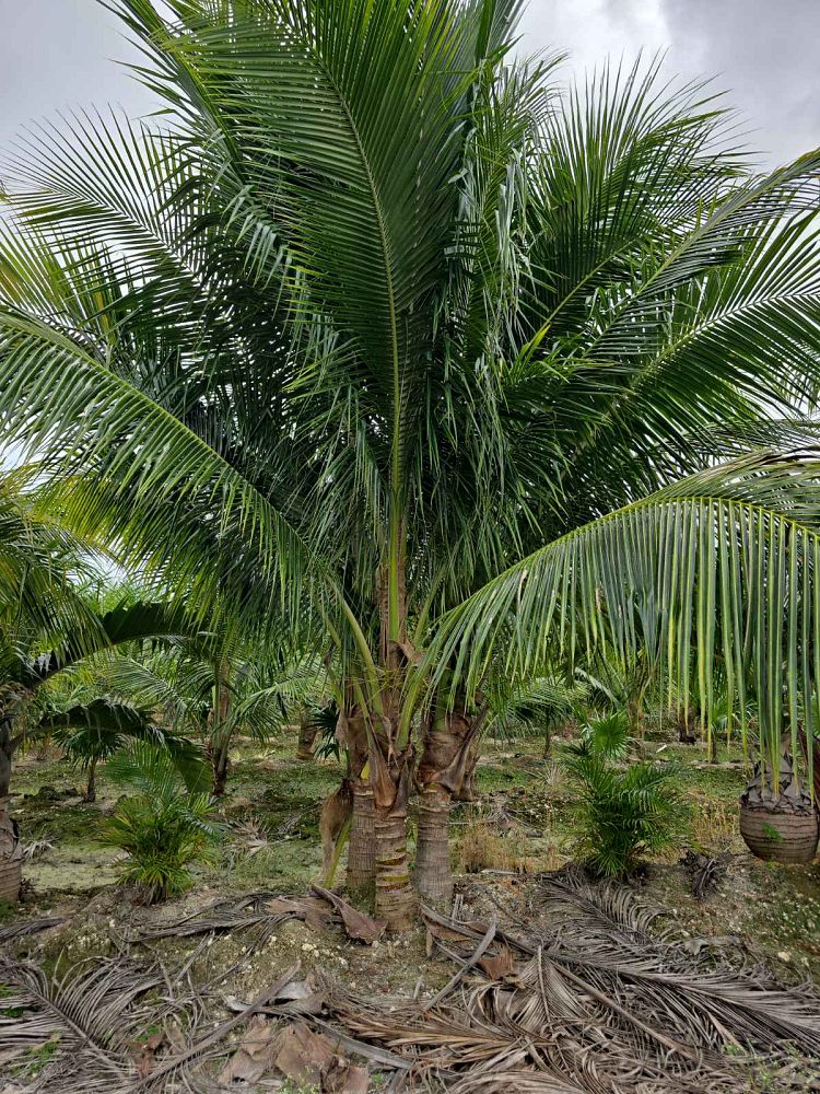 cocos-nucifera-green-malayan-coconut-palm