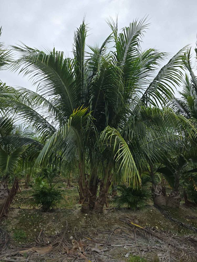 cocos-nucifera-green-malayan-coconut-palm