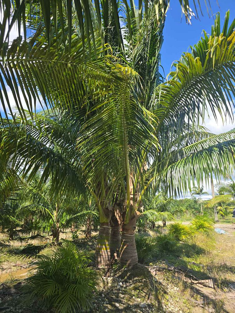 cocos-nucifera-green-malayan-coconut-palm