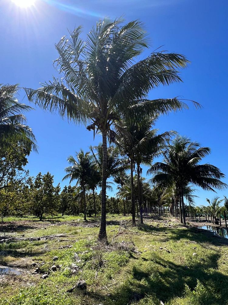 cocos-nucifera-green-malayan-coconut-palm