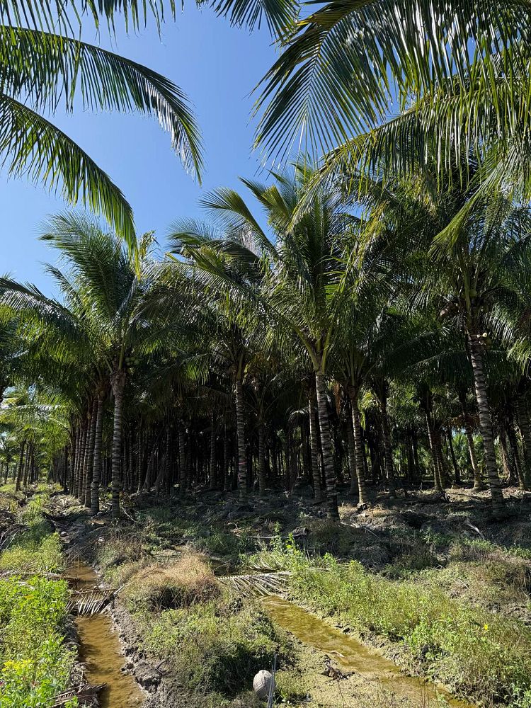 cocos-nucifera-green-malayan-coconut-palm
