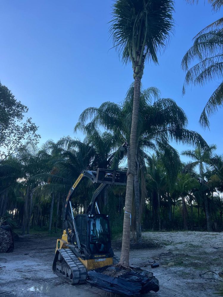 cocos-nucifera-green-malayan-coconut-palm