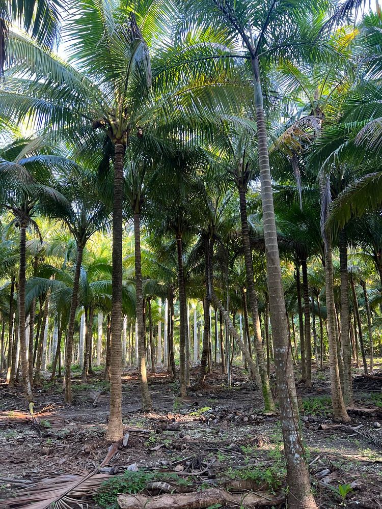 cocos-nucifera-green-malayan-coconut-palm