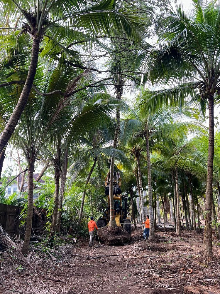 cocos-nucifera-green-malayan-coconut-palm