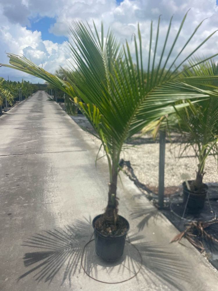 cocos-nucifera-green-malayan-coconut-palm