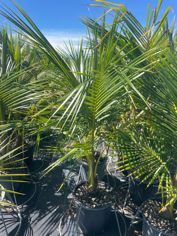cocos-nucifera-green-malayan-coconut-palm