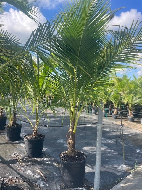 cocos-nucifera-green-malayan-coconut-palm