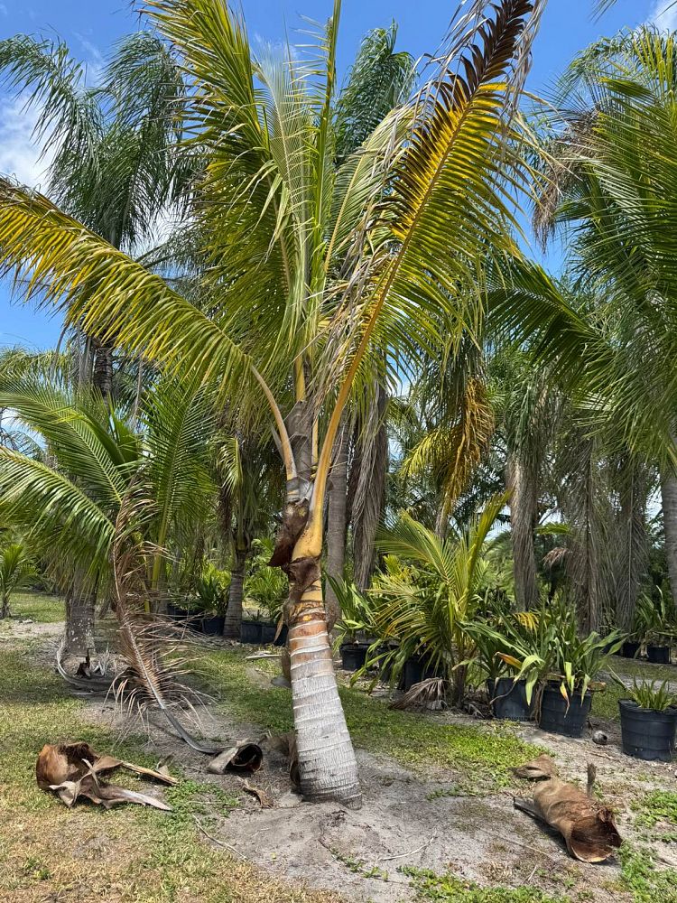 cocos-nucifera-green-malayan-coconut-palm