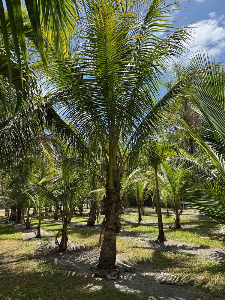 cocos-nucifera-green-malayan-coconut-palm