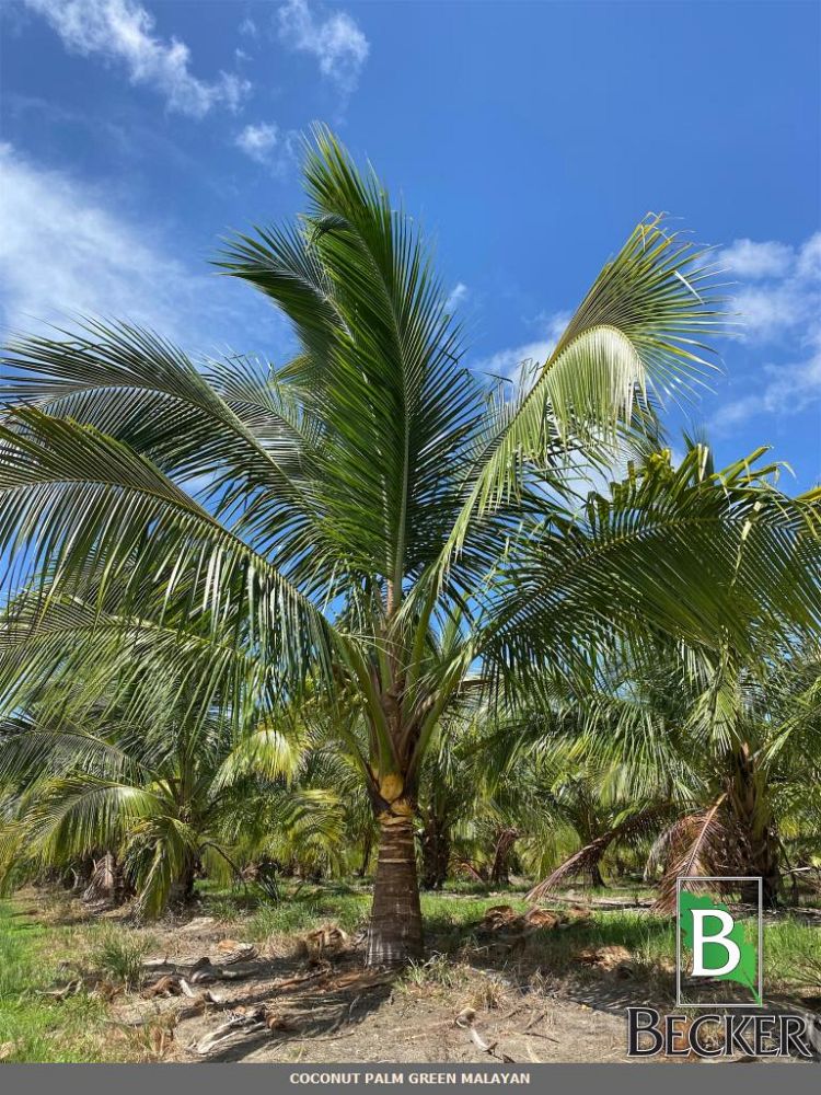 cocos-nucifera-green-malayan-coconut-palm