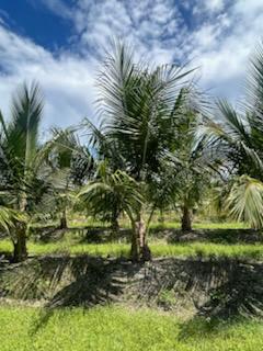 cocos-nucifera-green-malayan-coconut-palm