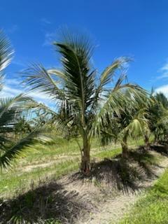 cocos-nucifera-green-malayan-coconut-palm