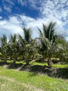 cocos-nucifera-green-malayan-coconut-palm