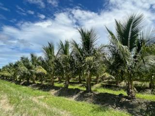 cocos-nucifera-green-malayan-coconut-palm