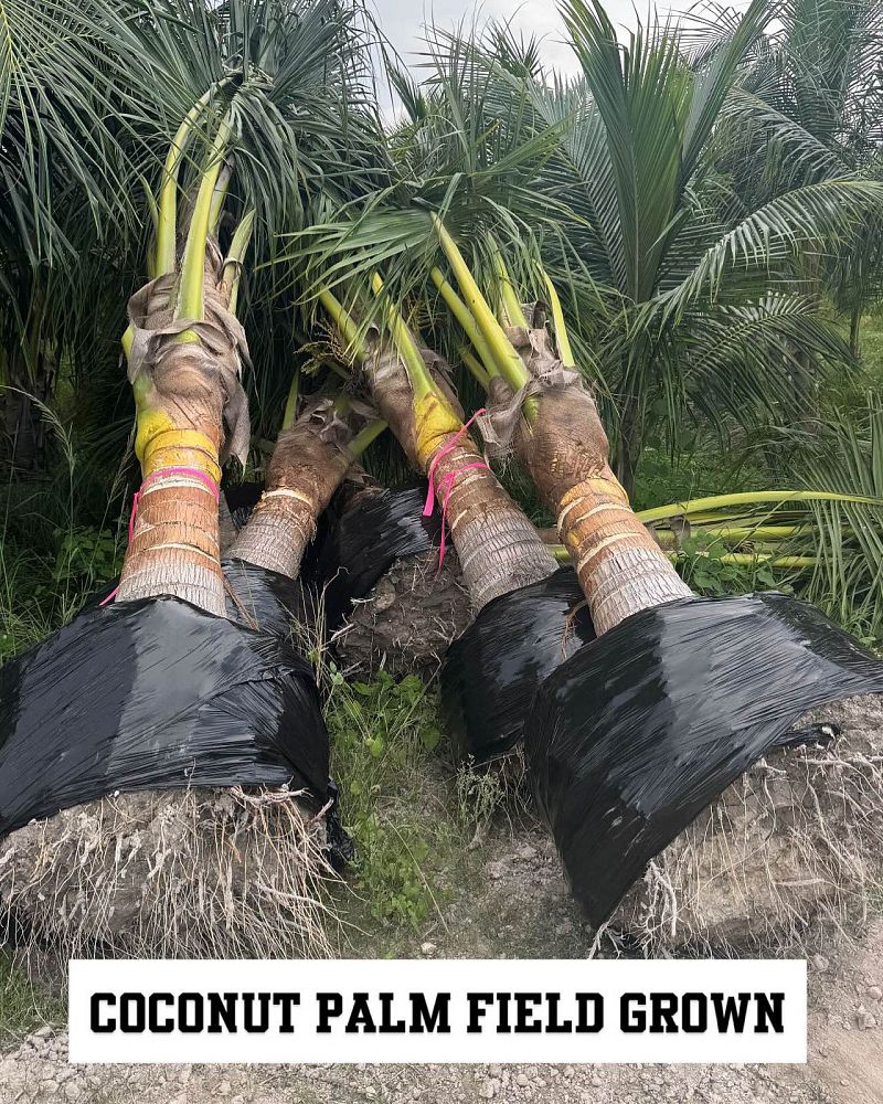 cocos-nucifera-green-malayan-coconut-palm