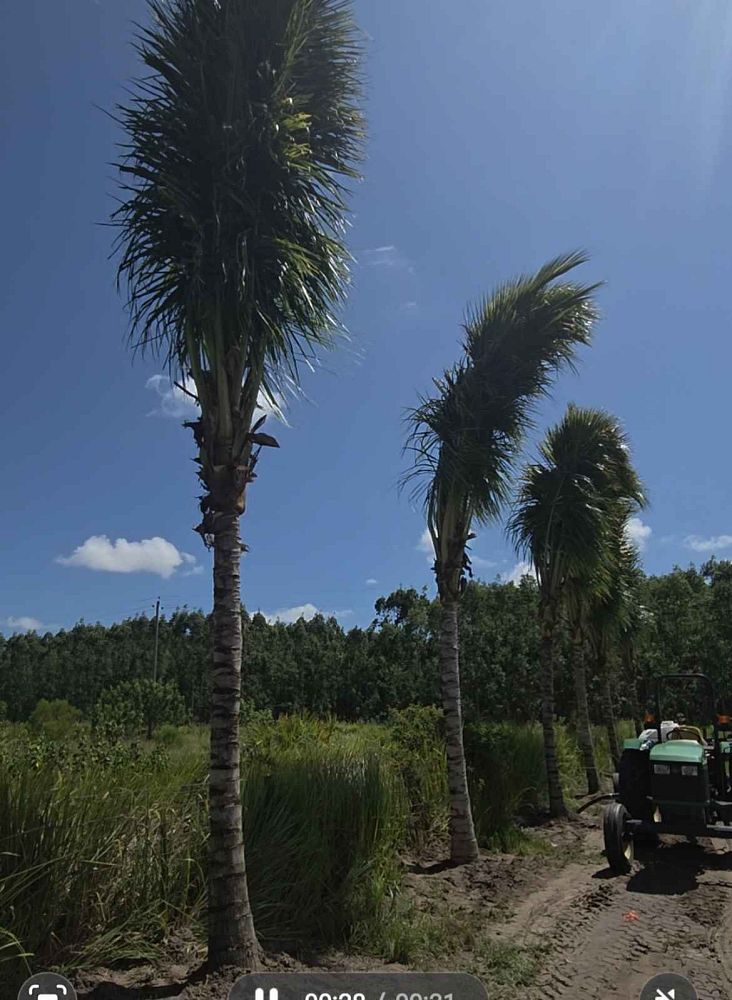 cocos-nucifera-green-malayan-coconut-palm