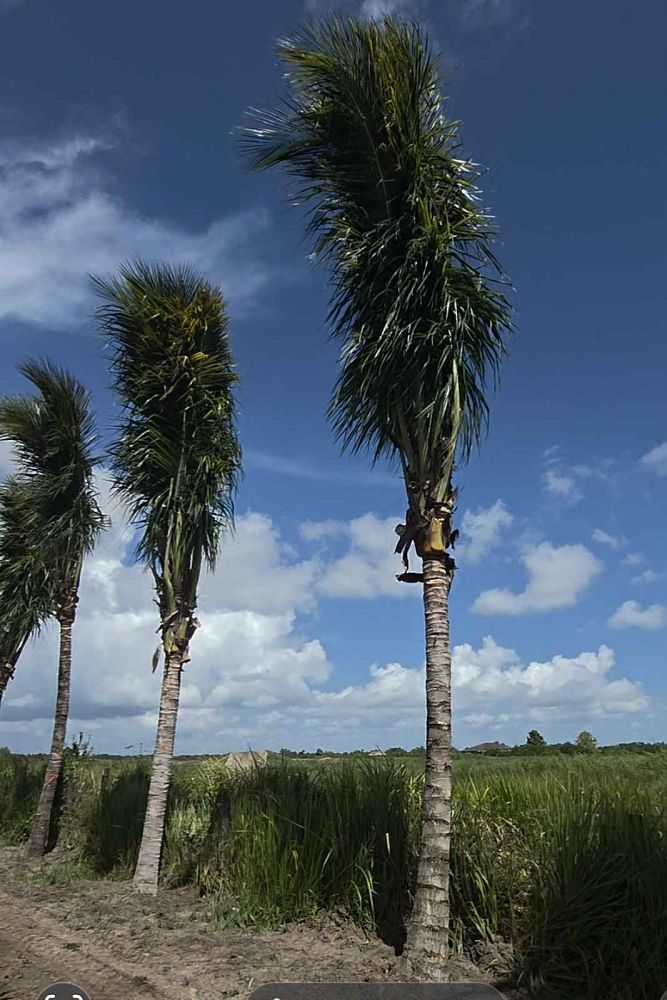 cocos-nucifera-green-malayan-coconut-palm