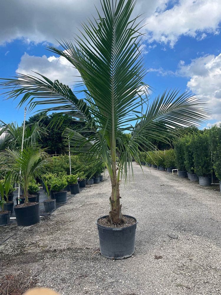 cocos-nucifera-green-malayan-coconut-palm