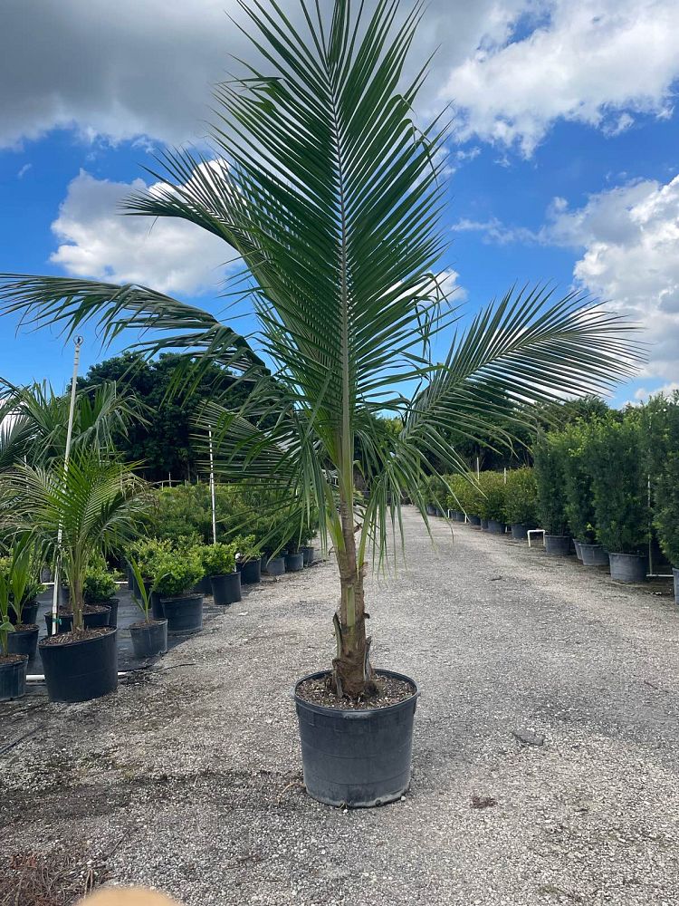 cocos-nucifera-green-malayan-coconut-palm