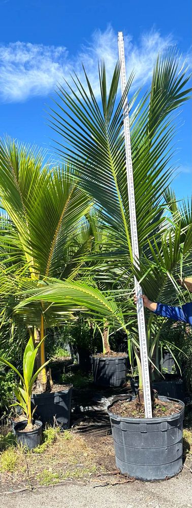cocos-nucifera-green-malayan-coconut-palm