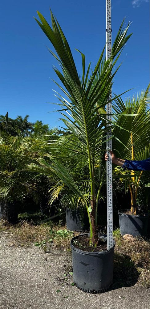 cocos-nucifera-green-malayan-coconut-palm
