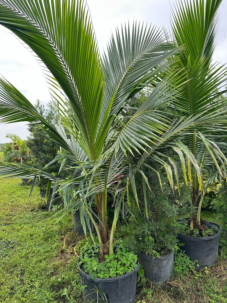 cocos-nucifera-green-malayan-coconut-palm