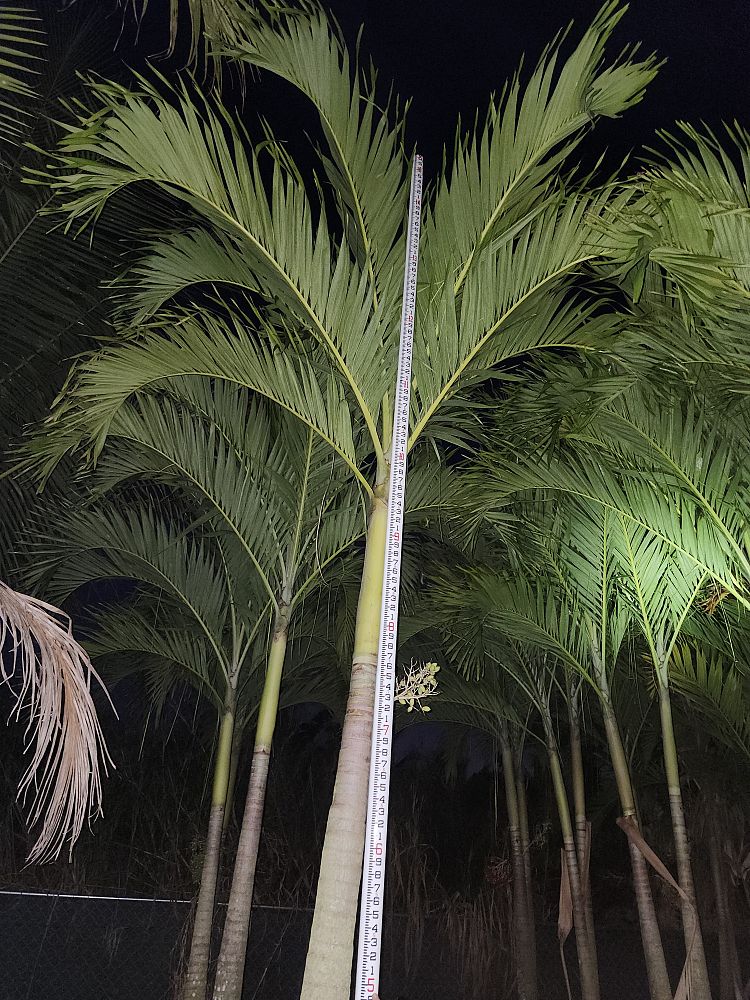 cocos-nucifera-green-malayan-coconut-palm
