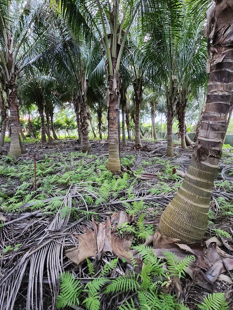 cocos-nucifera-green-malayan-coconut-palm