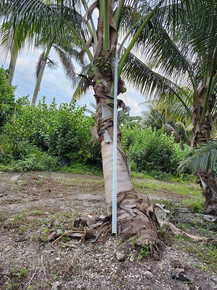 cocos-nucifera-green-malayan-coconut-palm
