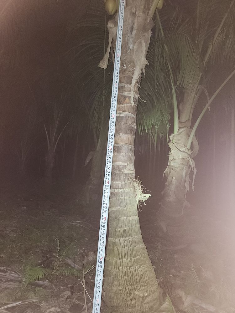 cocos-nucifera-green-malayan-coconut-palm