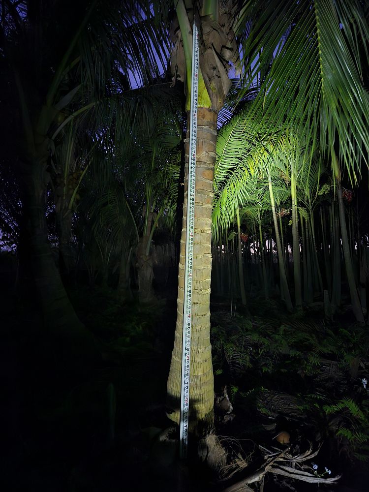 cocos-nucifera-green-malayan-coconut-palm