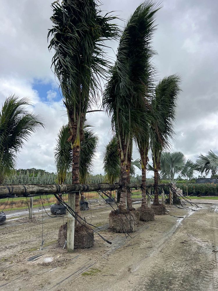 cocos-nucifera-green-malayan-coconut-palm