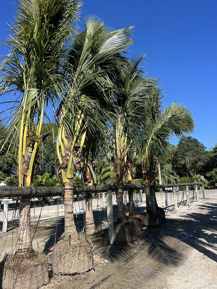 cocos-nucifera-green-malayan-coconut-palm