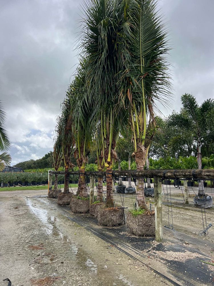 cocos-nucifera-green-malayan-coconut-palm