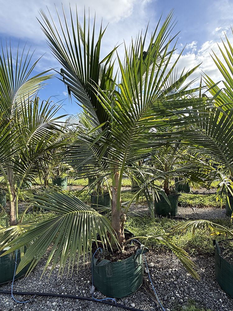 cocos-nucifera-green-malayan-coconut-palm