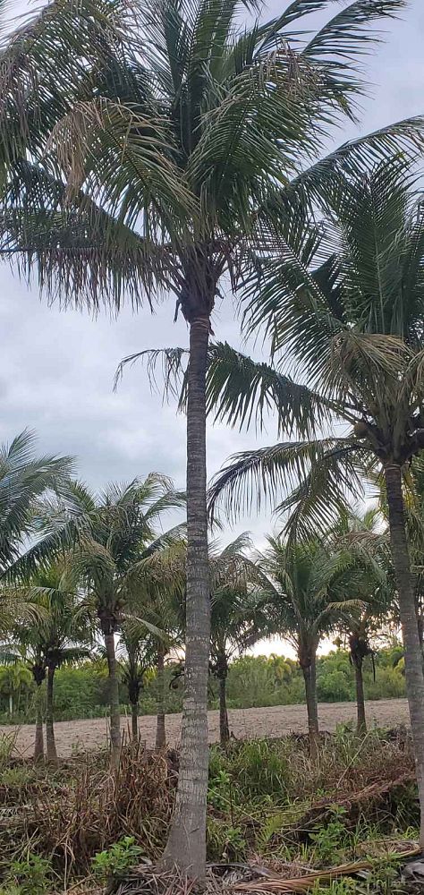 cocos-nucifera-green-maypan-coconut-palm