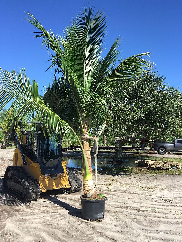 cocos-nucifera-green-maypan-coconut-palm